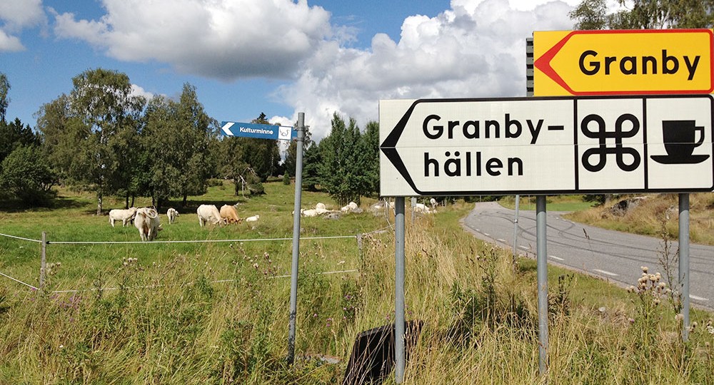 Road signs and cows